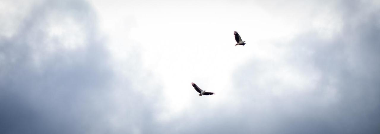 Hotel The Seabird Moruya Esterno foto